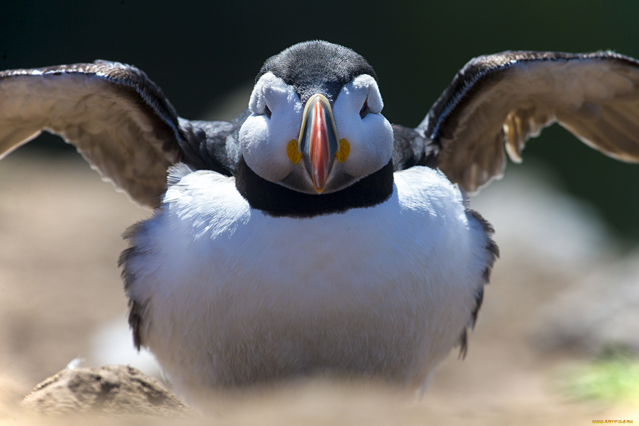 , , , , , , puffin, , 
